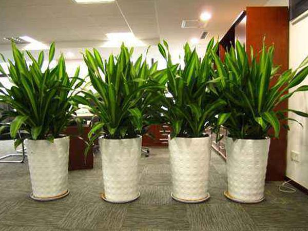 辦公室植物擺放怎么比較好？辦公室擺放植物有哪些？