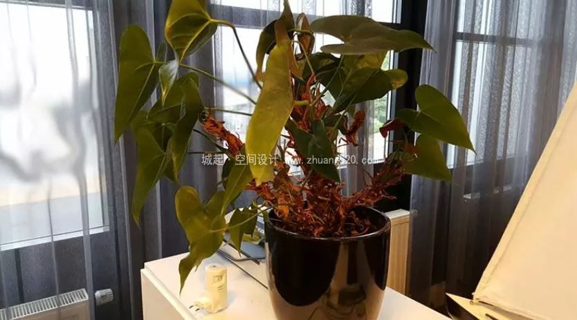 辦公室植物的養護