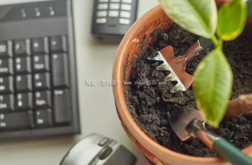 辦公室植物養護